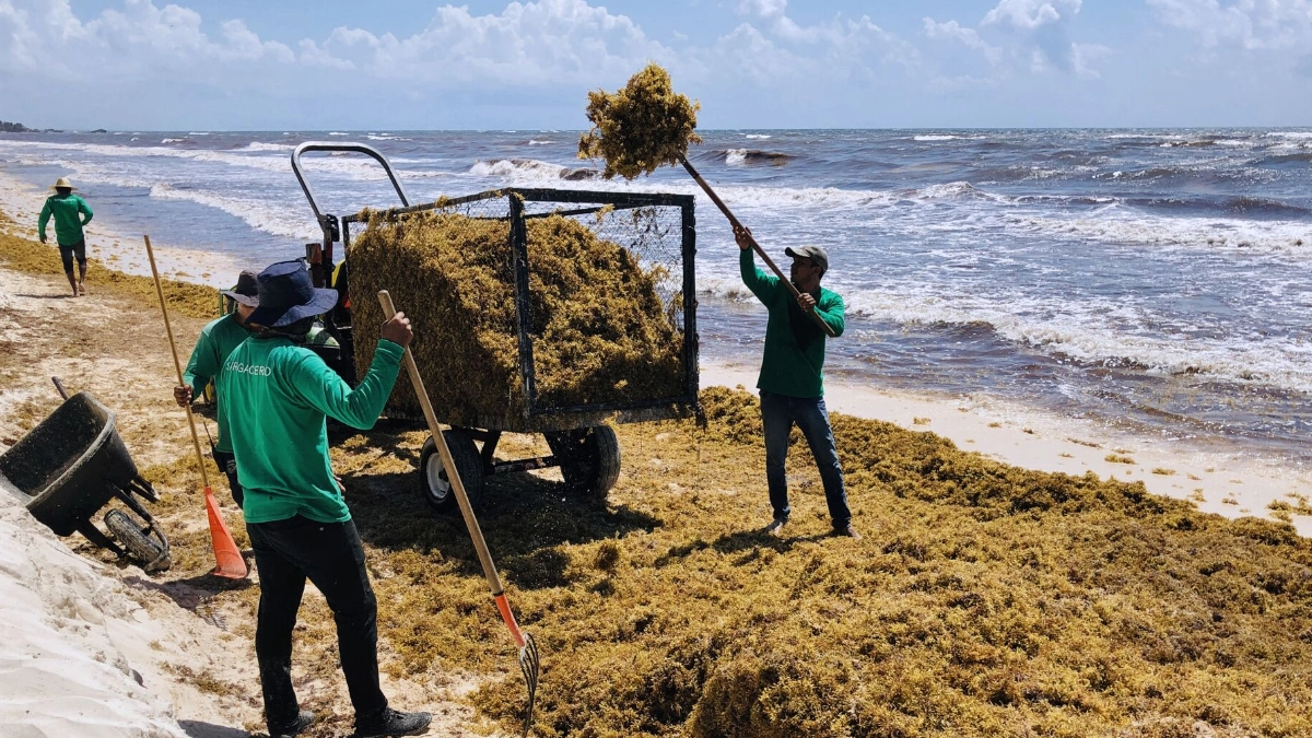 Científicos mexicanos convierten sargazo y plástico reciclado en filtros para descontaminar el agua