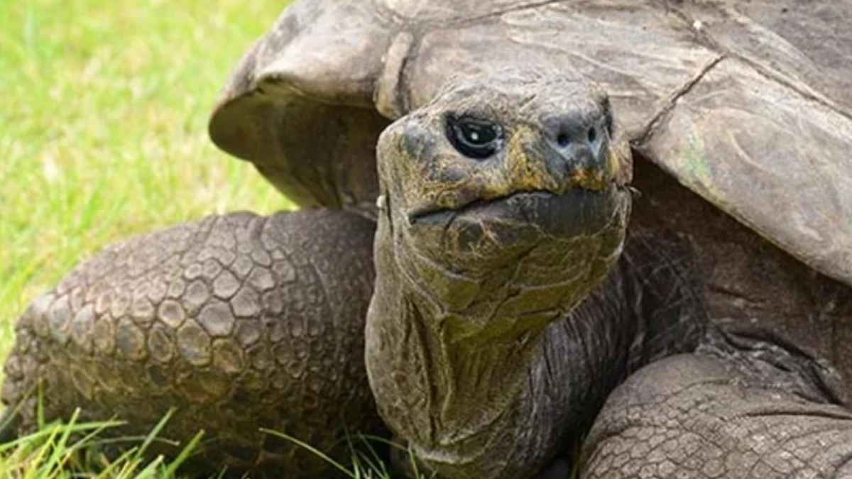 Jonathan, la tortuga de 194 años, ingresa al Salón de los Íconos Guinness