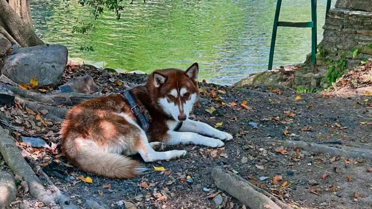 Jueza ordena pensión alimenticia para un perro tras divorcio en Tabasco; el caso marca precedente nacional