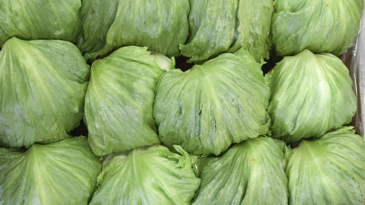 Descartan presencia de Cyclospora en lechugas de Taylor Farms México tras análisis de Cofepris