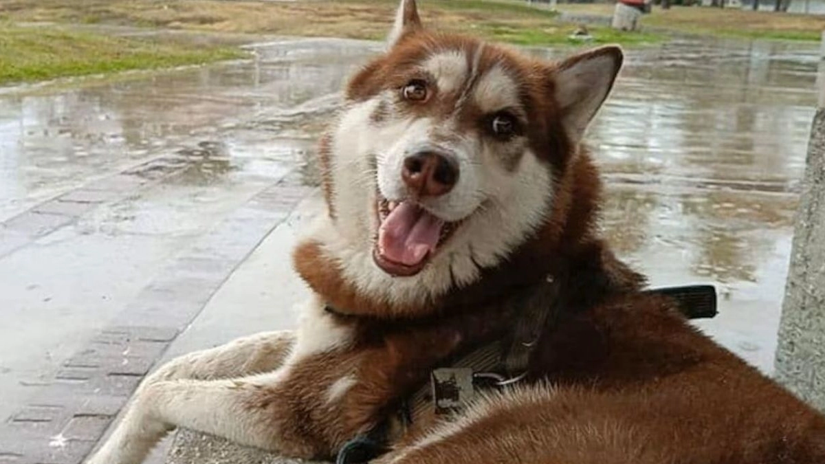 Juzgado de Tabasco ordena pensión alimenticia para un perro tras divorcio; fallo sienta precedente