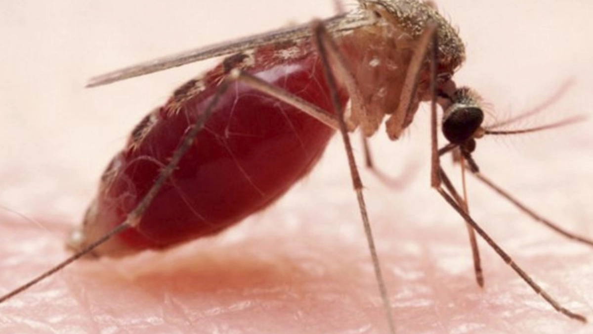 La ciencia desmiente el mito de la «sangre dulce»: revelan por qué los mosquitos pican más a unas personas