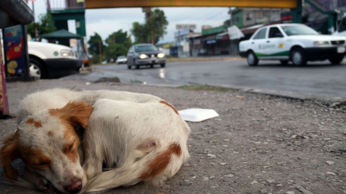 México lidera crisis de abandono de perros en América Latina; pandemia agravó el problema