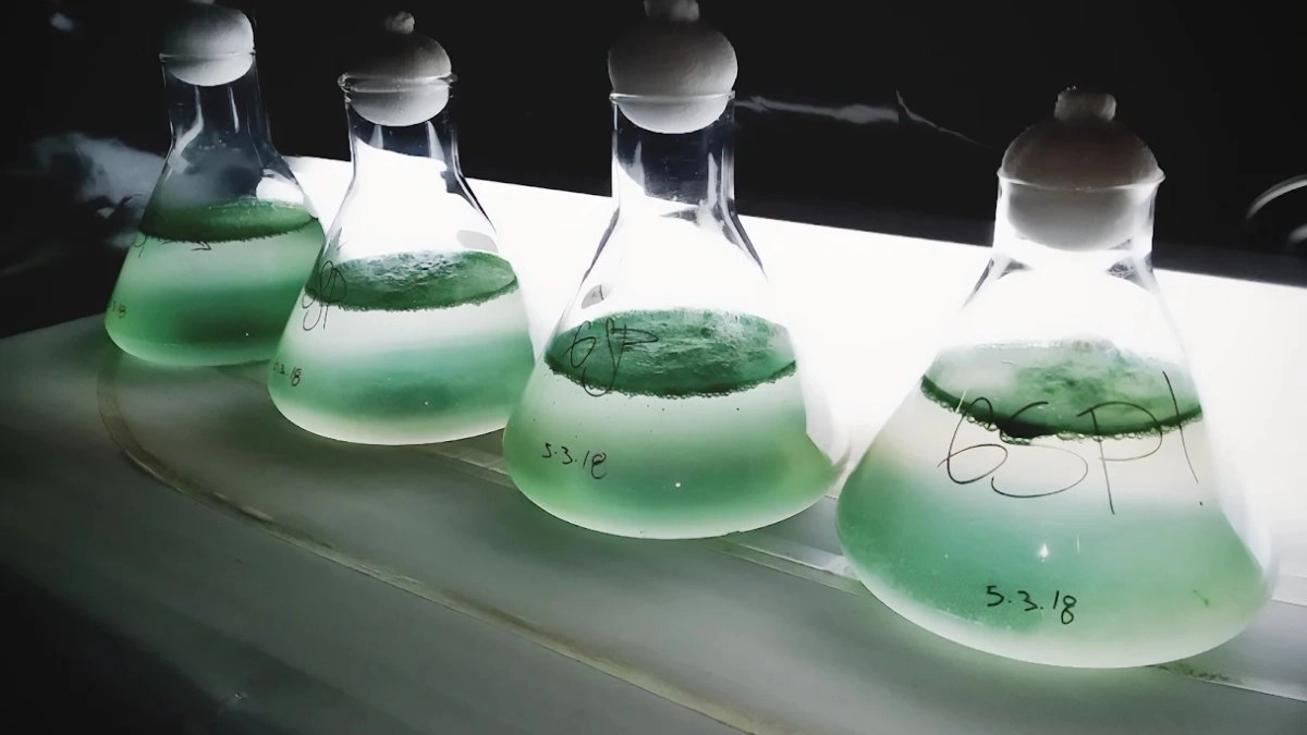 UNAM impulsa el uso de microalgas para desarrollar pigmentos naturales y reducir el impacto ambiental