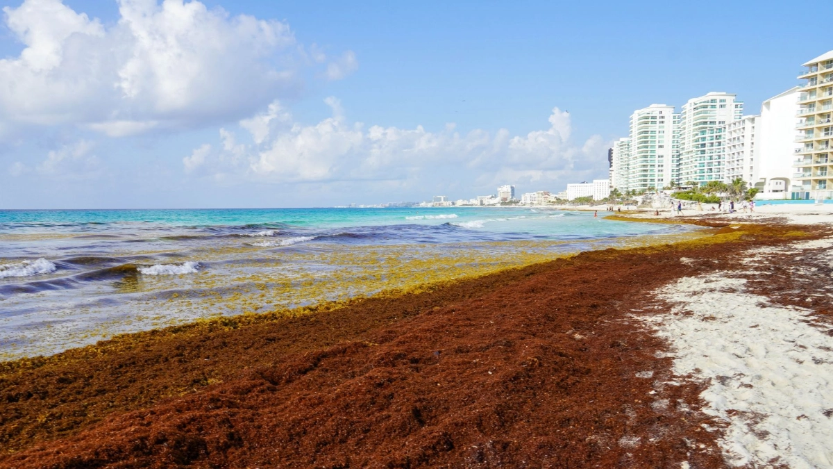 Gobierno de México destina 2 mil millones de pesos para reforzar combate al sargazo en el Caribe