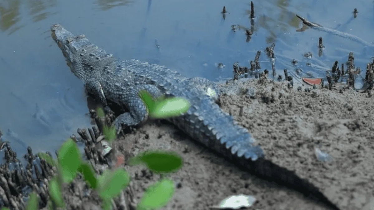 Puerto Vallarta realizará su primer Festival de los Cocodrilos para promover su conservación