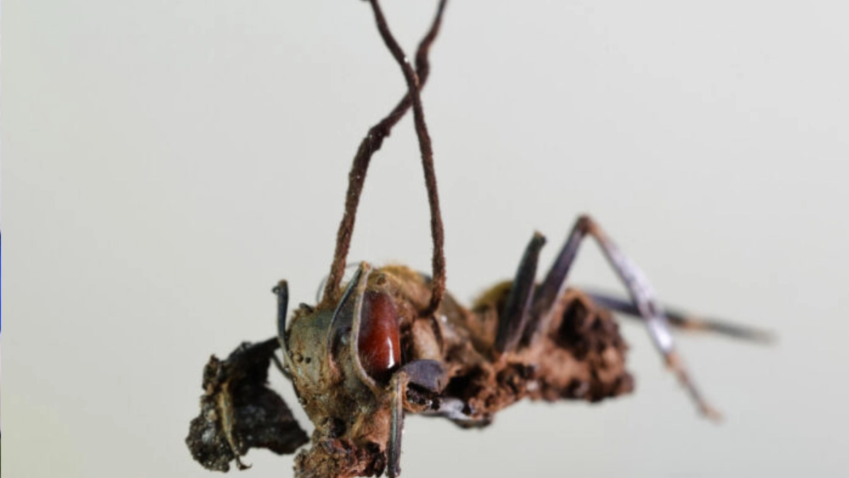 Descubren en México seis especies de “hongos zombis”; una lleva el nombre de Guillermo del Toro