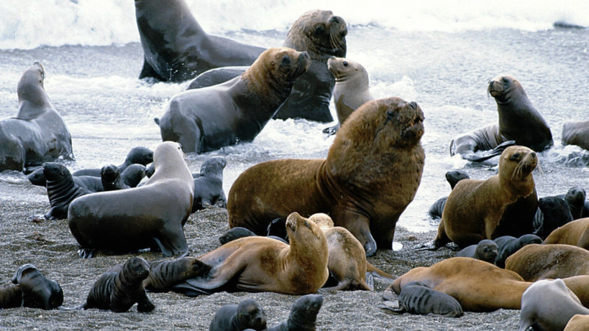 Chile debate levantar veda del lobo marino ante conflicto con pescadores artesanales