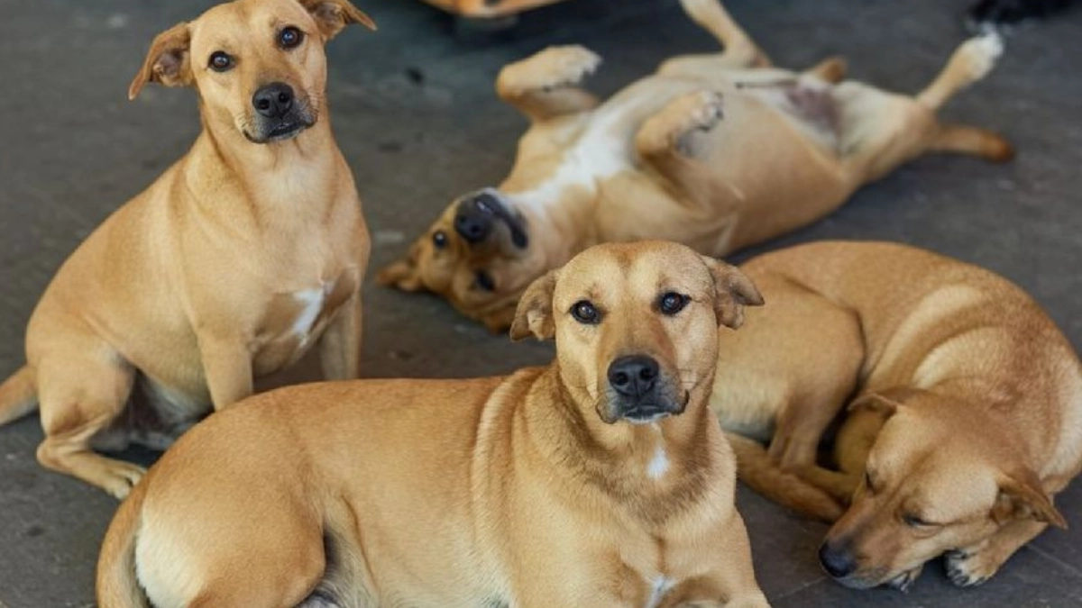 UNAM desmiente que el «perro caramelo» sea una nueva raza mexicana