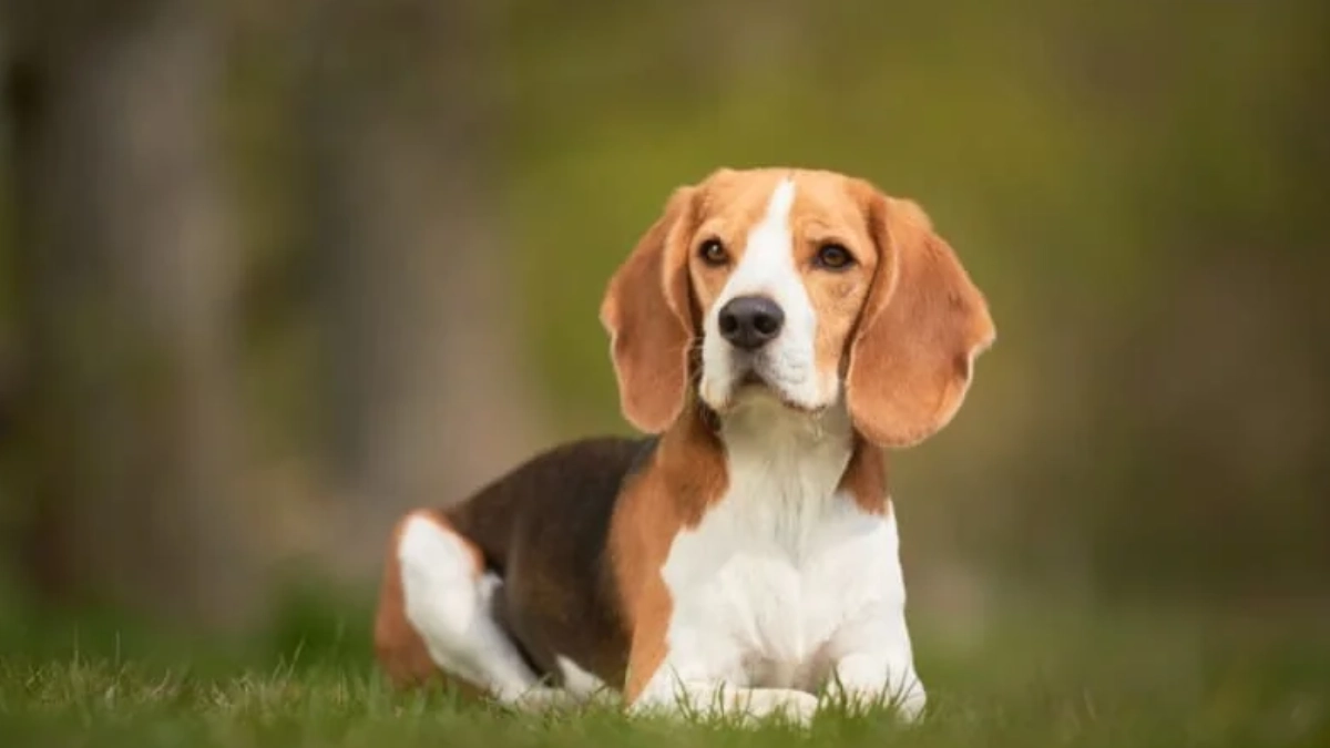Crean el primer perro hipoalergénico mediante edición genética