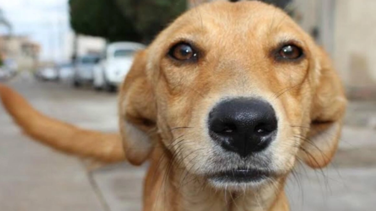 Perros pueden distinguir ira, miedo y tristeza en el rostro humano, revela estudio