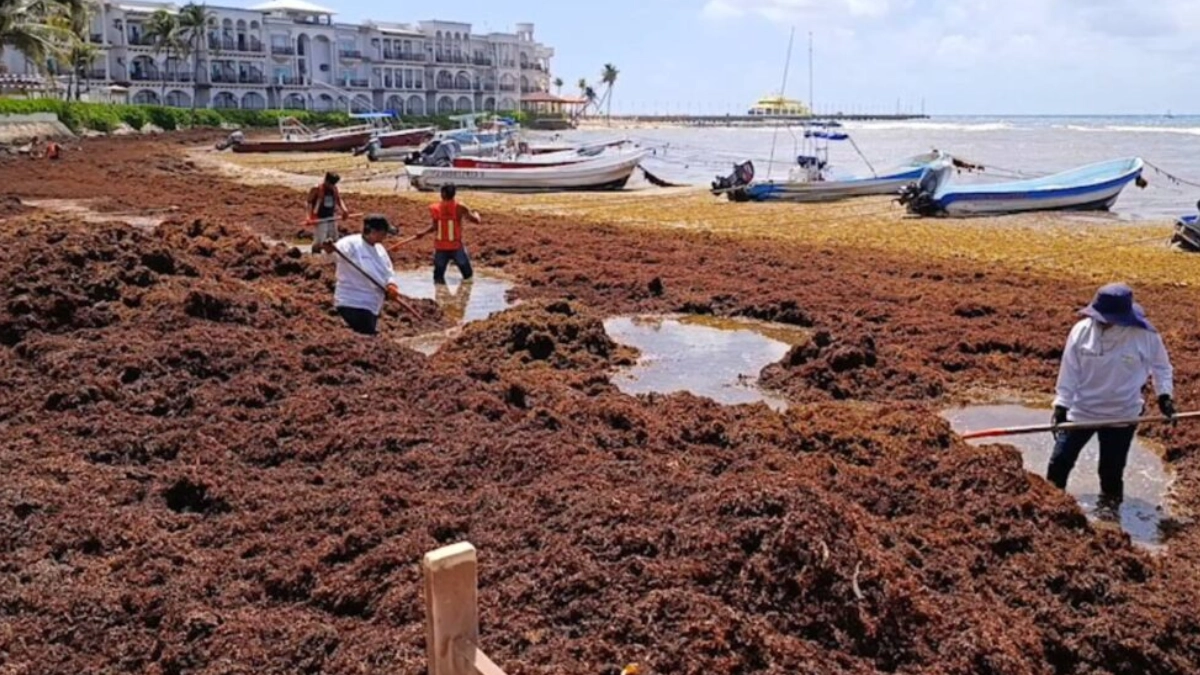 Sargazo mantiene en alerta a 56 playas de Quintana Roo