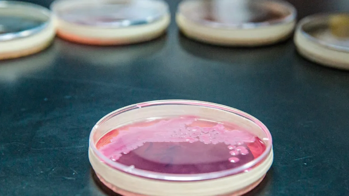 UNAM patenta proceso con una bacteria para transformar metales pesados y limpiar sitios contaminados