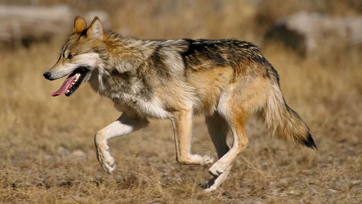 Trump ordena revisar protección del lobo mexicano y abre la puerta a controles letales