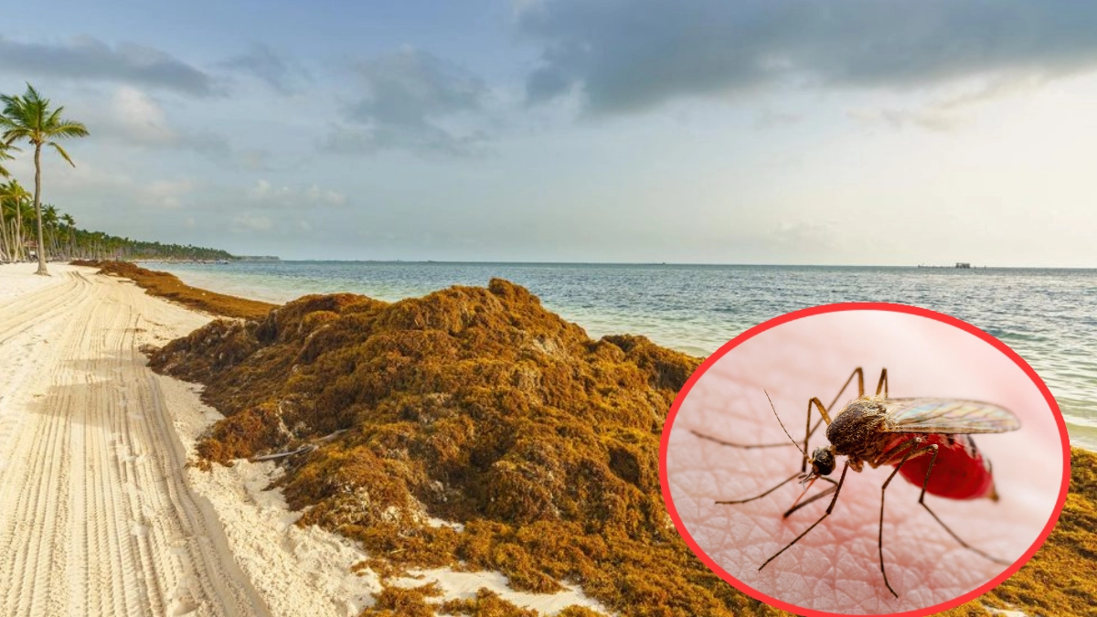 Investigadores descubren que el sargazo podría combatir la forma más letal de malaria