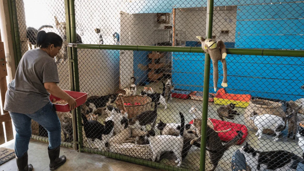 Senado aprueba nueva ley de bienestar animal; habrá registro nacional de mascotas y sanciones por maltrato
