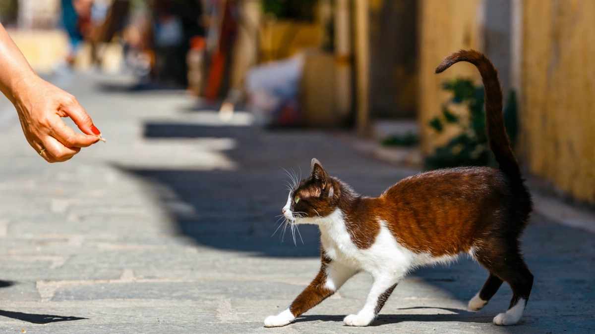 Dejar salir a los gatos sin supervisión implica riesgos para la salud y la fauna silvestre