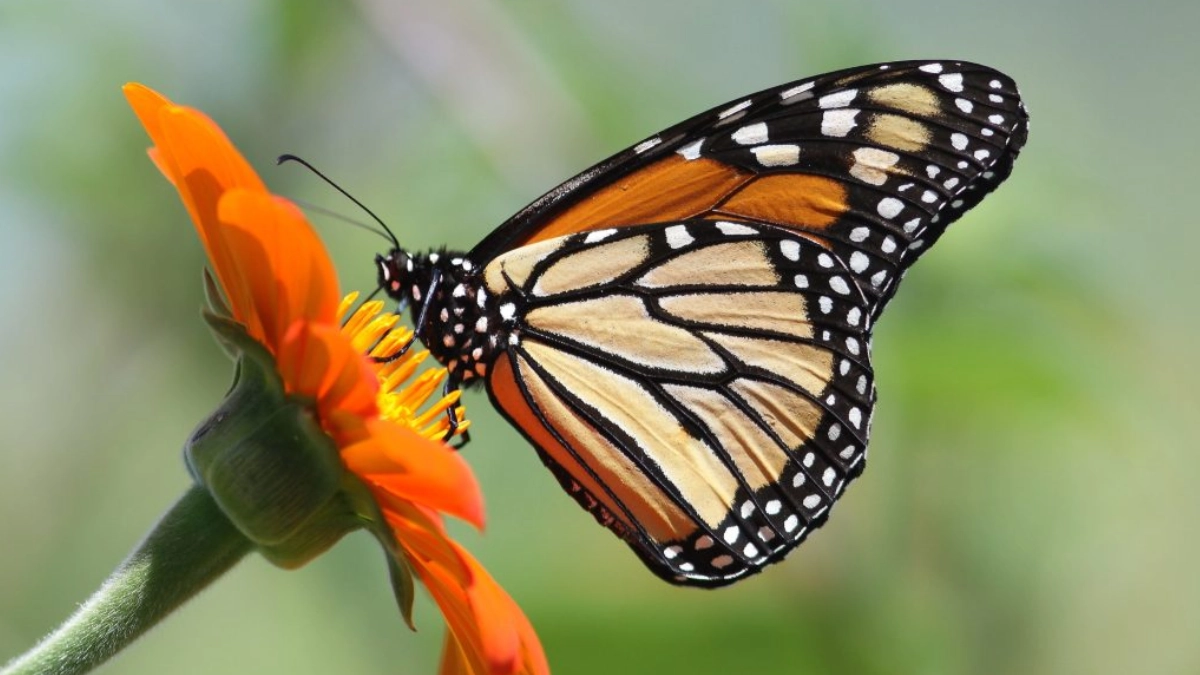 Mariposa monarca ya está en México; inicia su recorrido hacia los santuarios de hibernación
