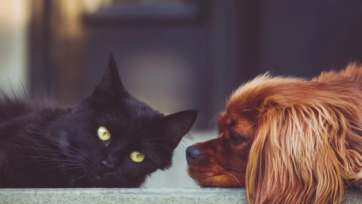 Mexicanos gastan cada vez más en alimento para mascotas mientras cae la natalidad