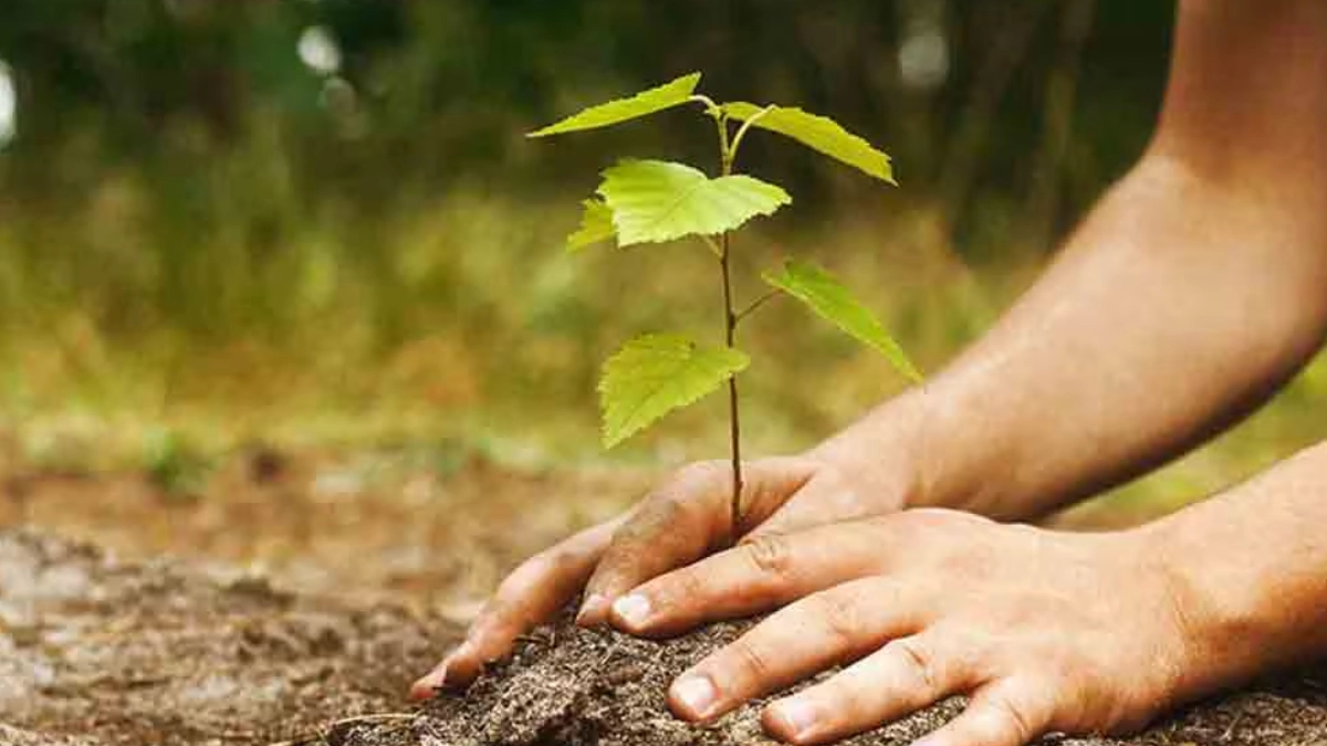 Fondo Verde para el Clima otorga 85.3 millones de dólares a México para conservar sus bosques